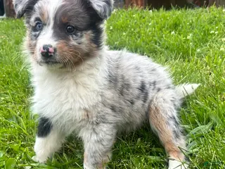 Australian Shepherd dogs for sale: Thing 2 - Ad 1