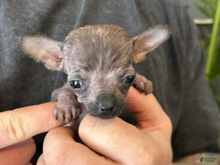 Mixed Breed dogs Mini Mouse - Ad 12