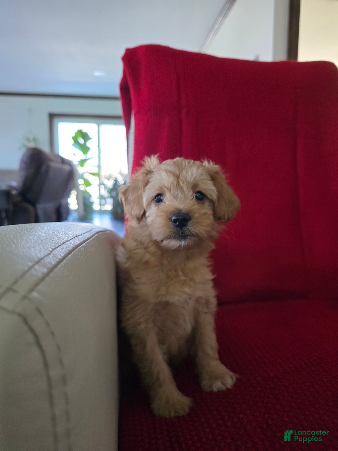 Mini Goldendoodle dogs for sale: Mini Goldendoodle Puppy 1 - Ad 2