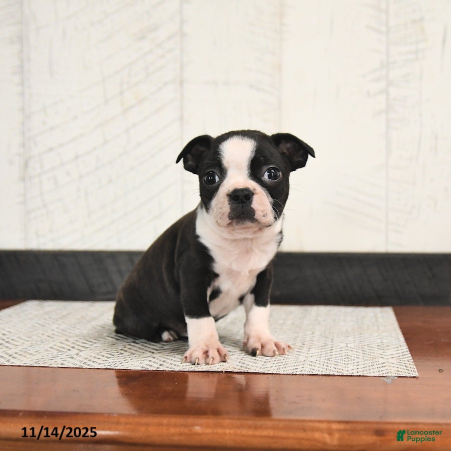 Boston Terrier dogs Perry - Ad 10