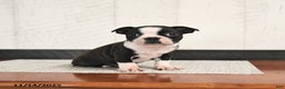 Boston Terrier dogs for sale: Perry - Ad 1