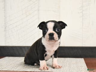 Boston Terrier dogs Perry - Ad 27