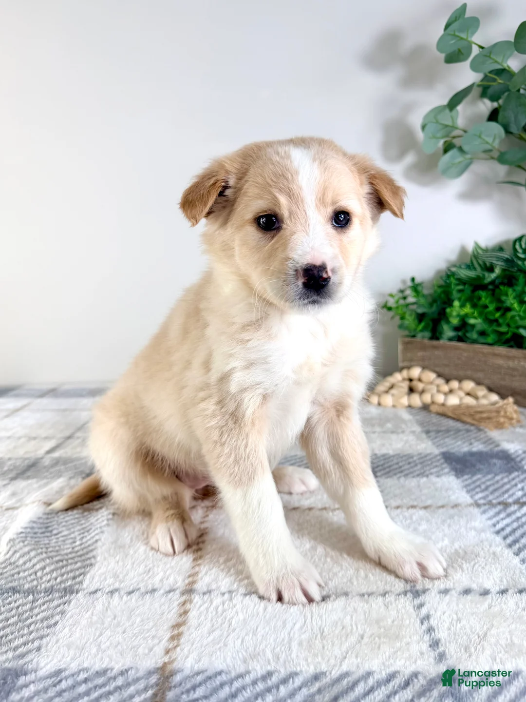 Mixed Breed dogs for sale: Sugar - Ad 5