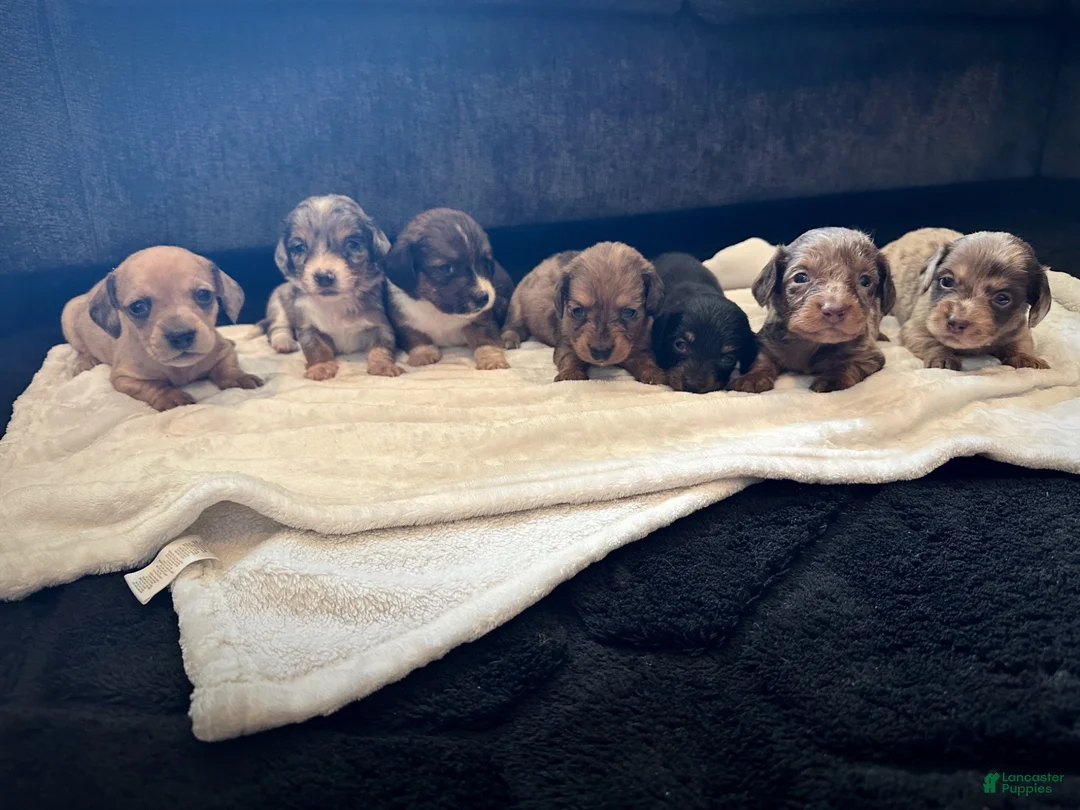 Dachshund dogs for sale: Female One - Ad 5