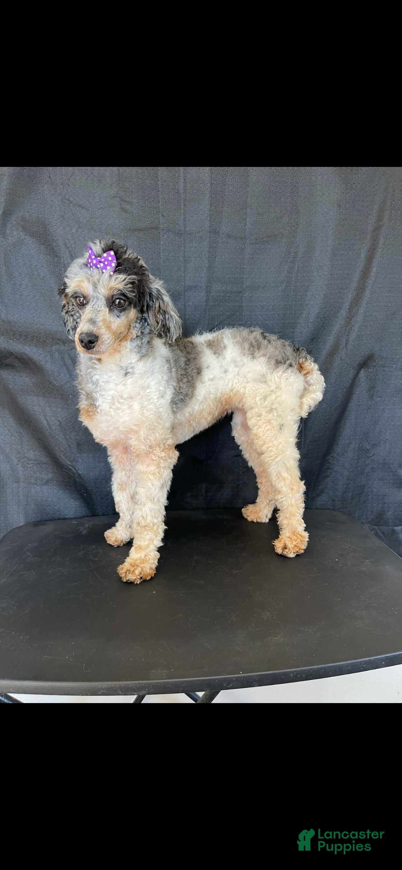 Miniature Poodle dogs Akc Blue Merle Parti Phantom  - Ad 1