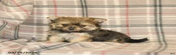 Morkie dogs for sale: Bella   - Ad 4