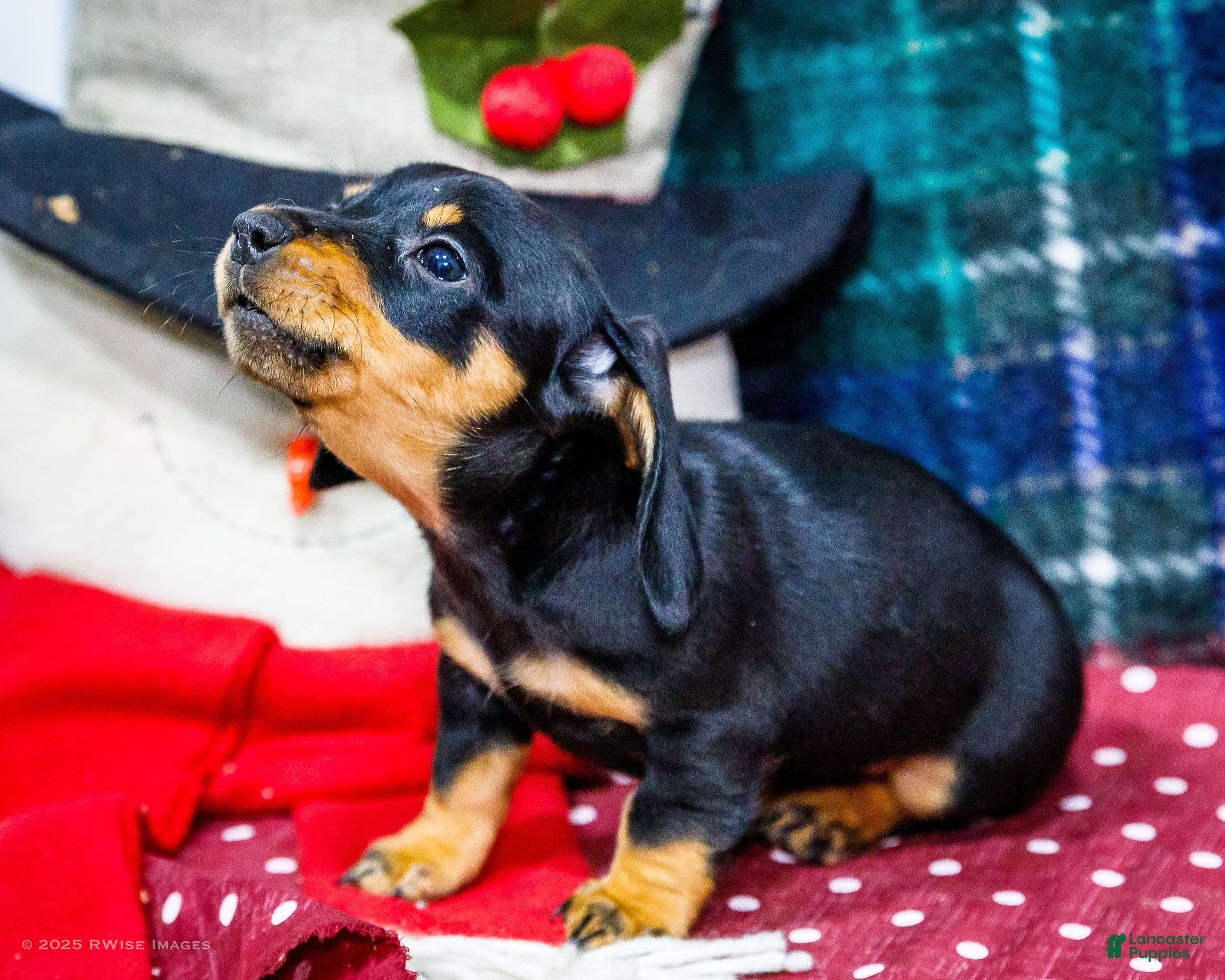 Miniature Dachshund dogs Abby - Ad 2