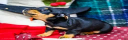 Miniature Dachshund dogs for sale: Abby - Ad 2