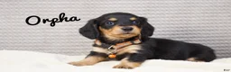 Dachshund dogs for sale: Orpha - Ad 1