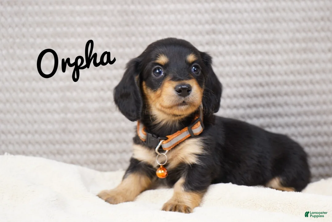 Dachshund dogs for sale: Orpha - Ad 1