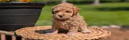 Miniature Poodle dogs for sale: Mya - Ad 2