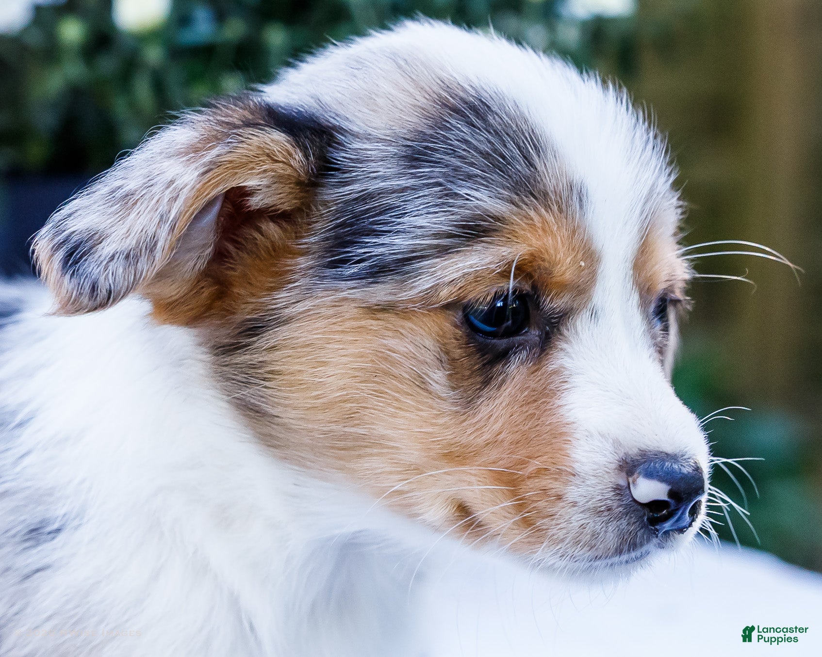 Mixed Breed dogs Rocky - Ad 2