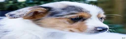Mixed Breed dogs for sale: Rocky - Ad 2