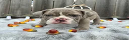 English Bulldog dogs for sale: Maraika - Ad 3