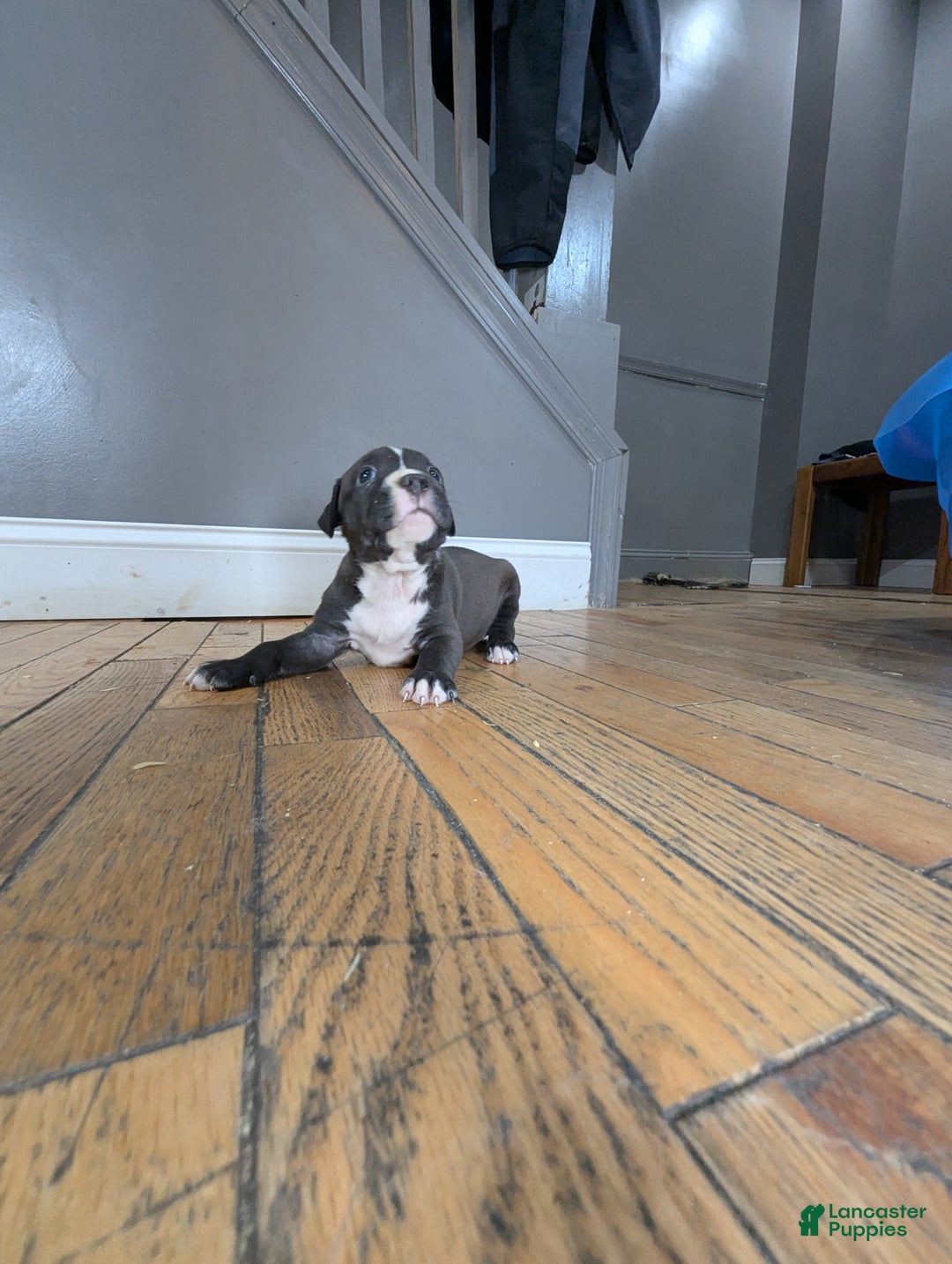 American Bully dogs for sale: Rage - Ad 6