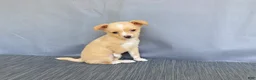 Chihuahua dogs for sale: Rudy - Ad 11