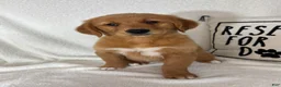 Golden Retriever dogs for sale: Ginger - Ad 3