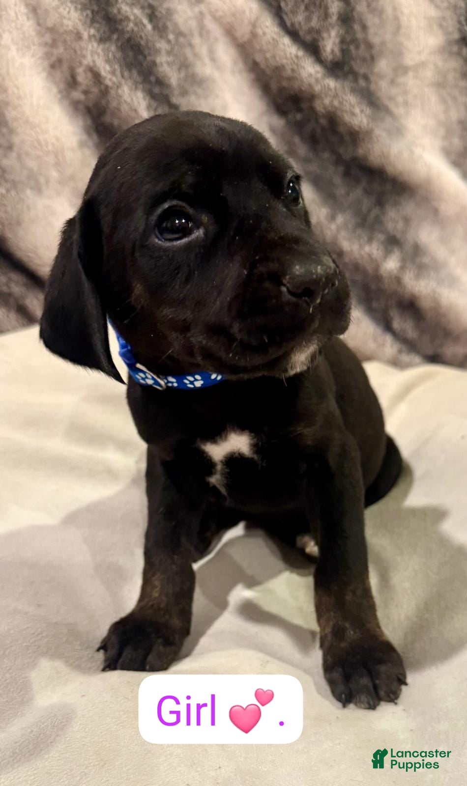 Mixed Breed dogs Blue - Ad 34