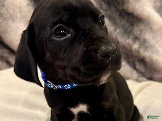 Mixed Breed dogs Blue - Ad 34