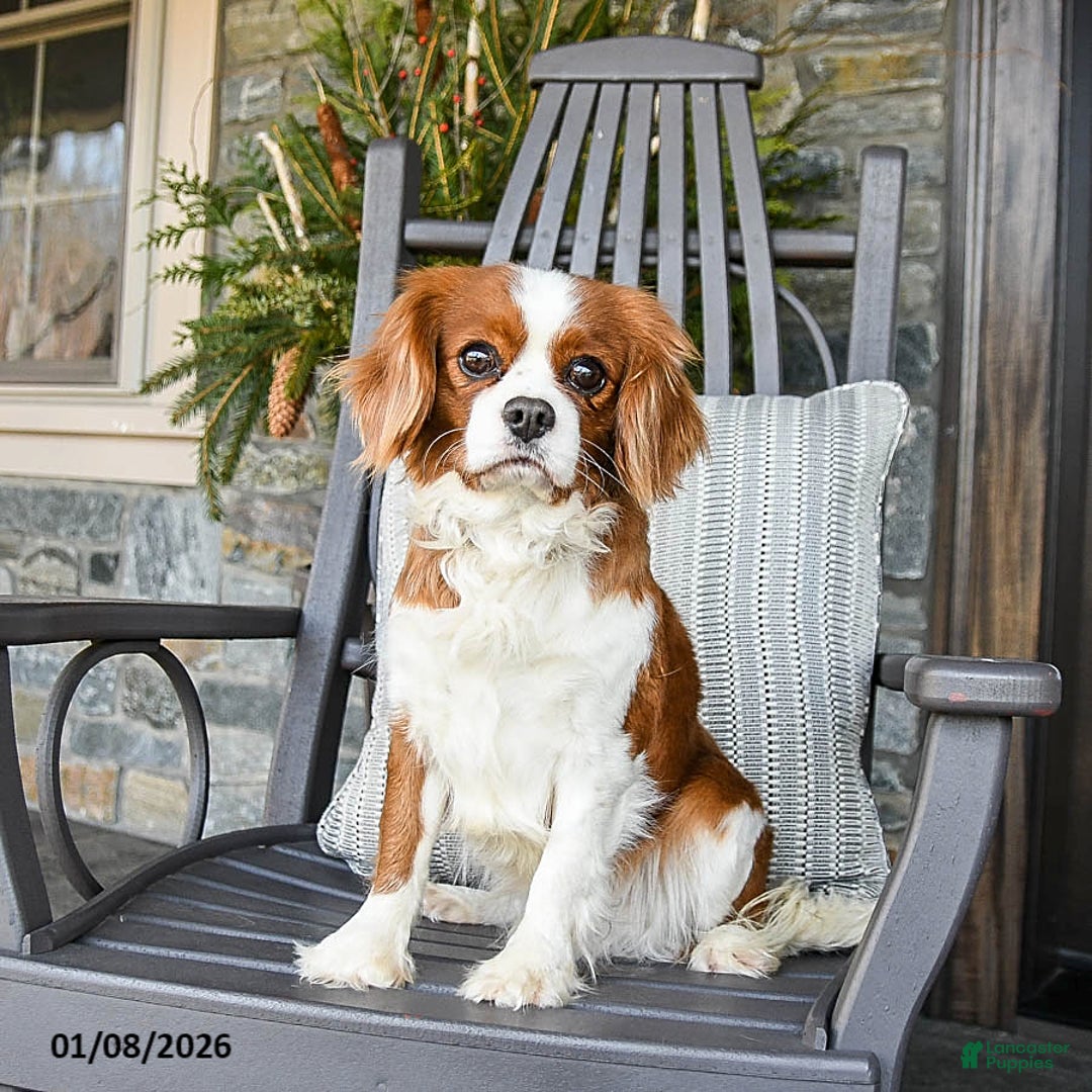 Cavalier King Charles Spaniel dogs for sale: Twix - Ad 7