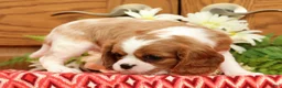 Cavalier King Charles Spaniel dogs for sale: Trisha - Ad 5