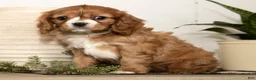 Cavalier King Charles Spaniel dogs for sale: Dakota - Ad 9