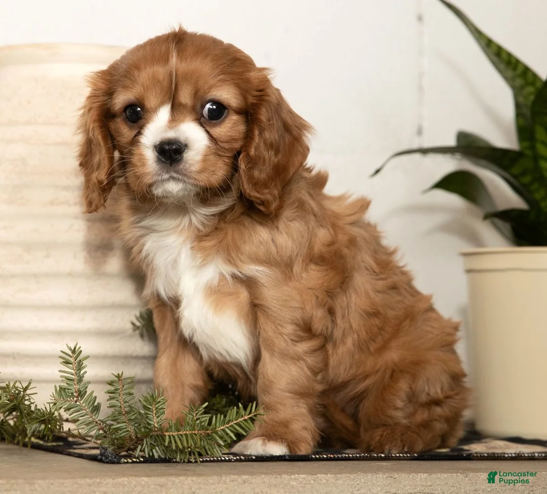 Cavalier King Charles Spaniel dogs for sale: Dakota - Ad 9