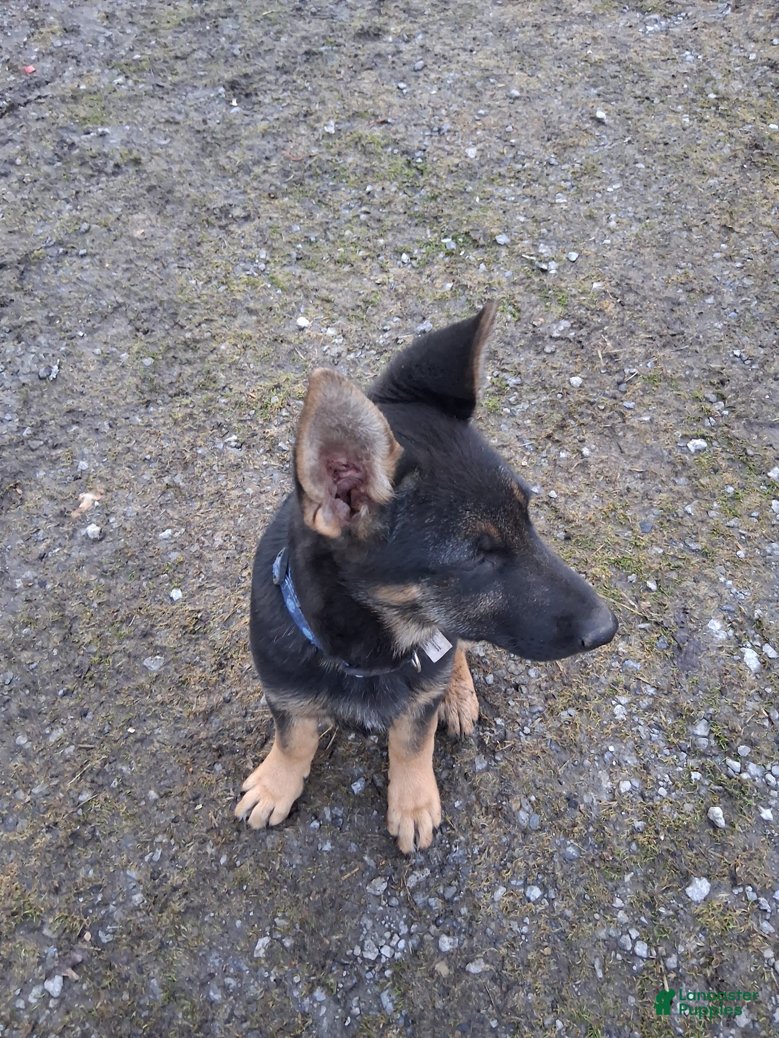 German Shepherd dogs Karma - Ad 2