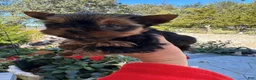Yorkshire Terrier dogs for sale: Valentino - Ad 12
