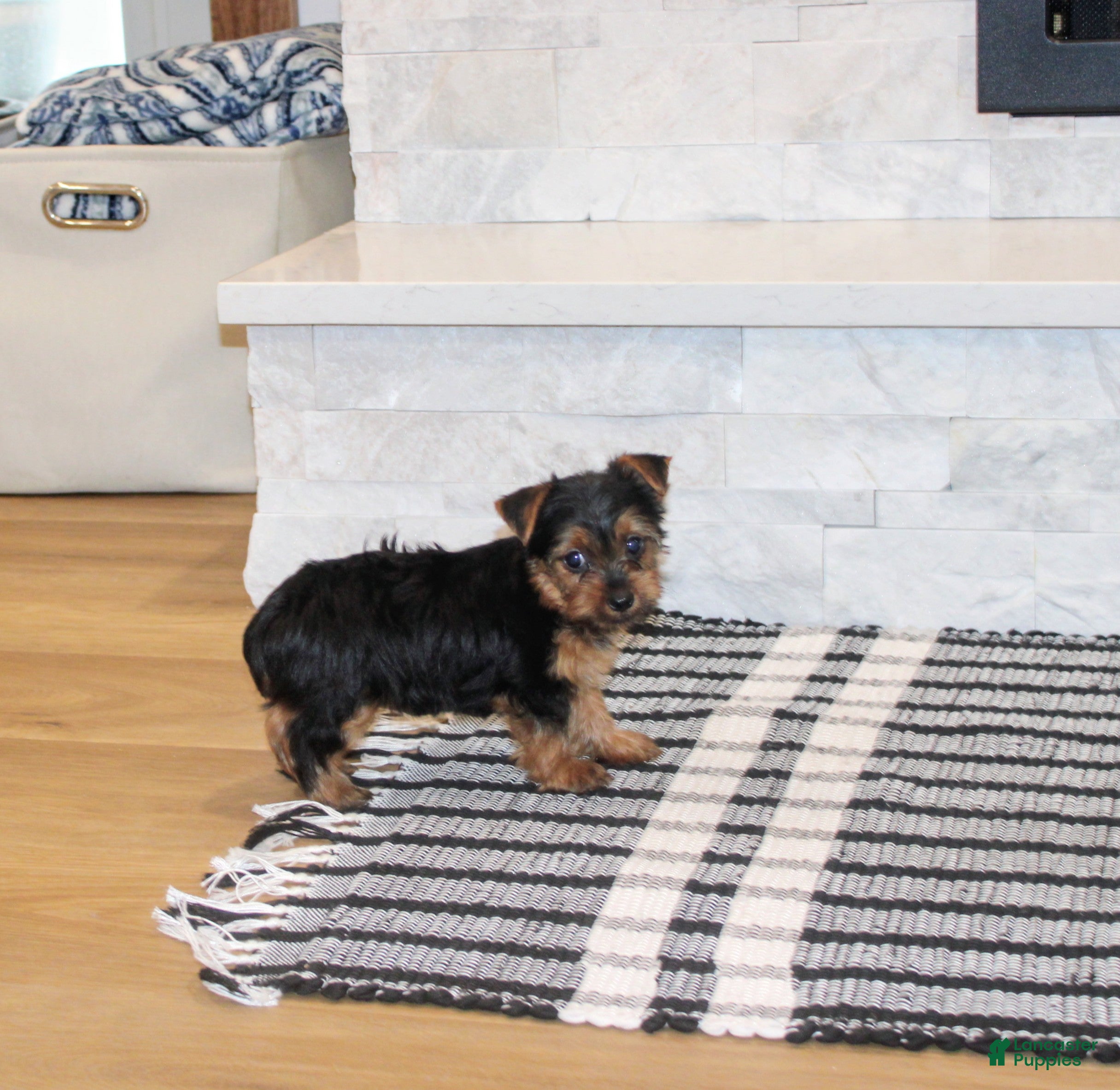 Yorkshire Terrier dogs Peaches - Ad 34