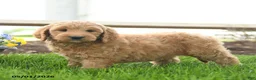 Goldendoodle dogs for sale: Topper - Ad 4