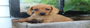 Miniature Dachshund 2