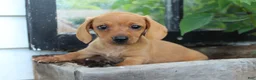 Miniature Dachshund dogs for sale: Miniature Dachshund 2 - Ad 1