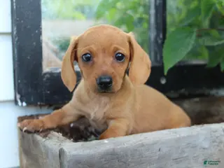 Miniature Dachshund dogs for sale: Miniature Dachshund 2 - Ad 4