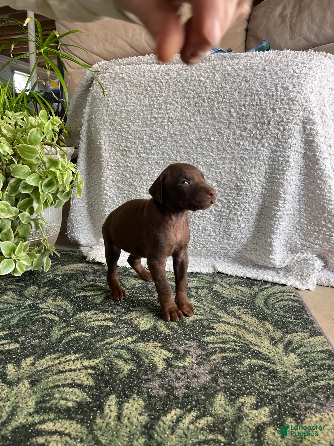 Doberman Pinscher dogs for sale: DAPHNE❤️🐾AKC Ears & Tail Docked❤️Call 717-548-2200 - Ad 3