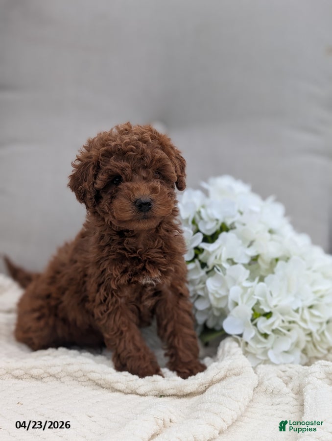 Whoodle dogs Winston - Ad 2