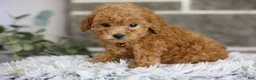 Toy Poodle dogs for sale: Reese  - Ad 8