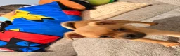 Mixed Breed dogs for sale: Domino - Ad 3