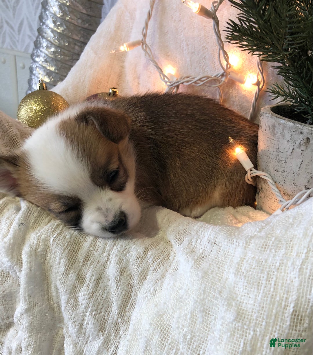 Welsh Corgi Pembroke dogs for sale: Holly - Ad 3