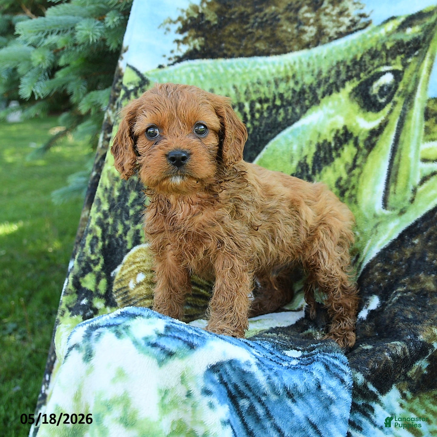 Cavapoo dogs for sale: Miles - Ad 4
