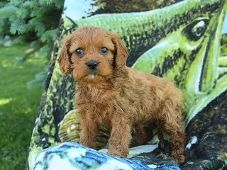 Cavapoo dogs for sale: Miles - Ad 4