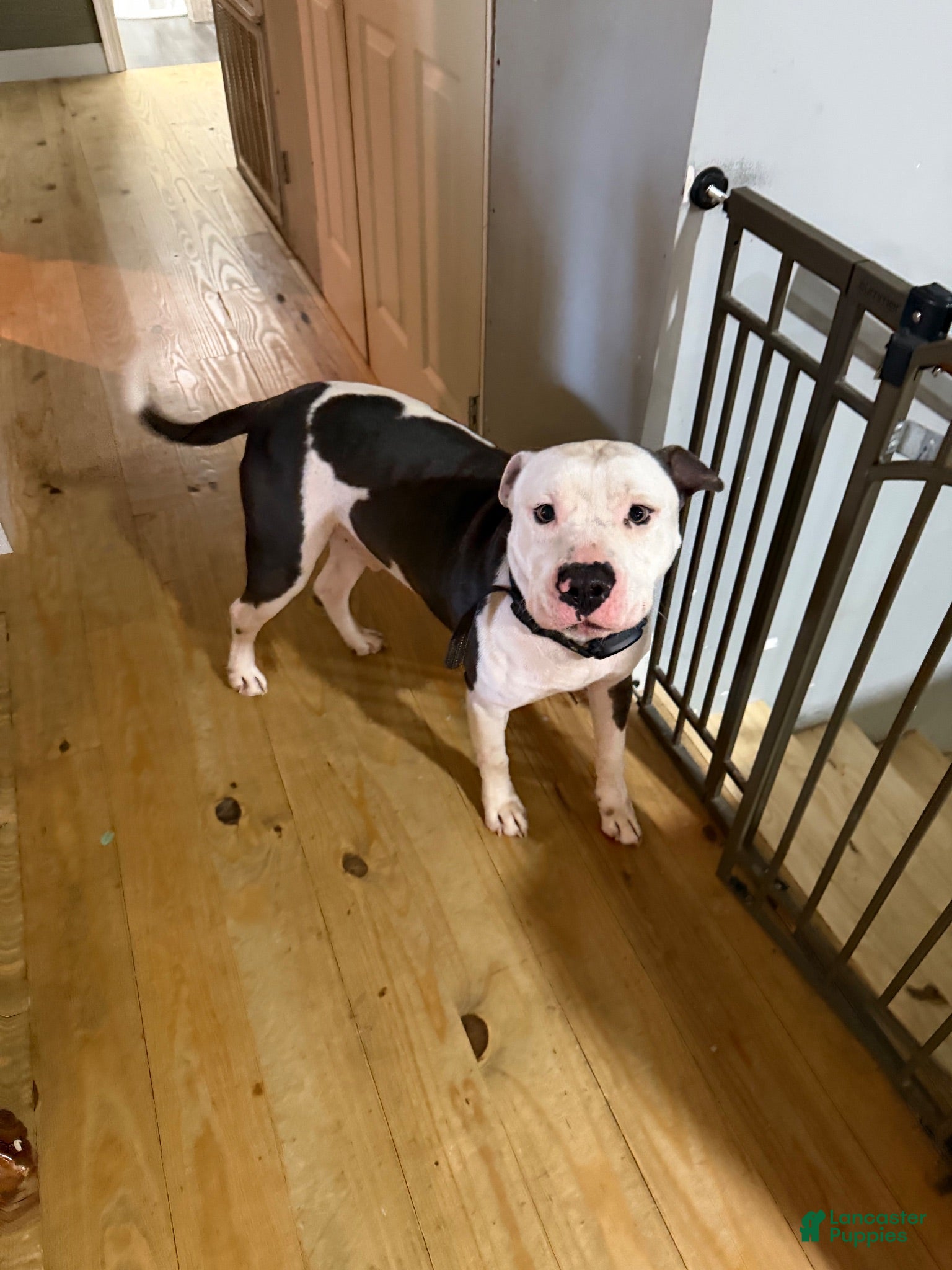 American Staffordshire Terrier dogs American Staffordshire Terrier 1 - Ad 1