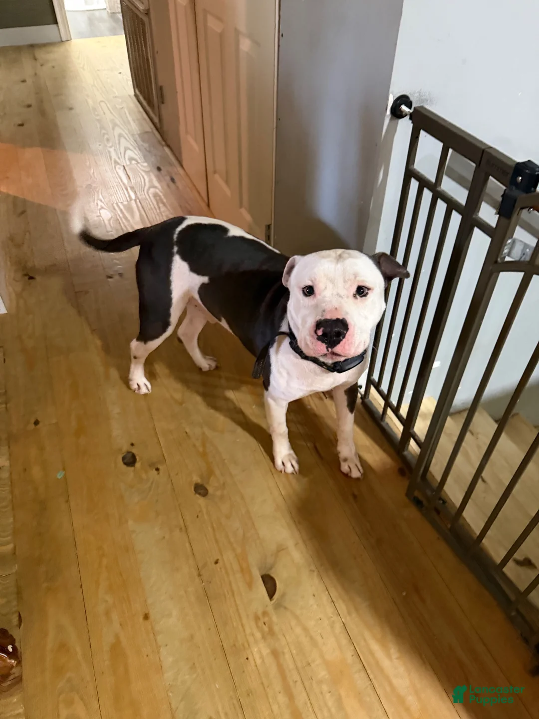 American Staffordshire Terrier dogs for sale: American Staffordshire Terrier 1 - Ad 1