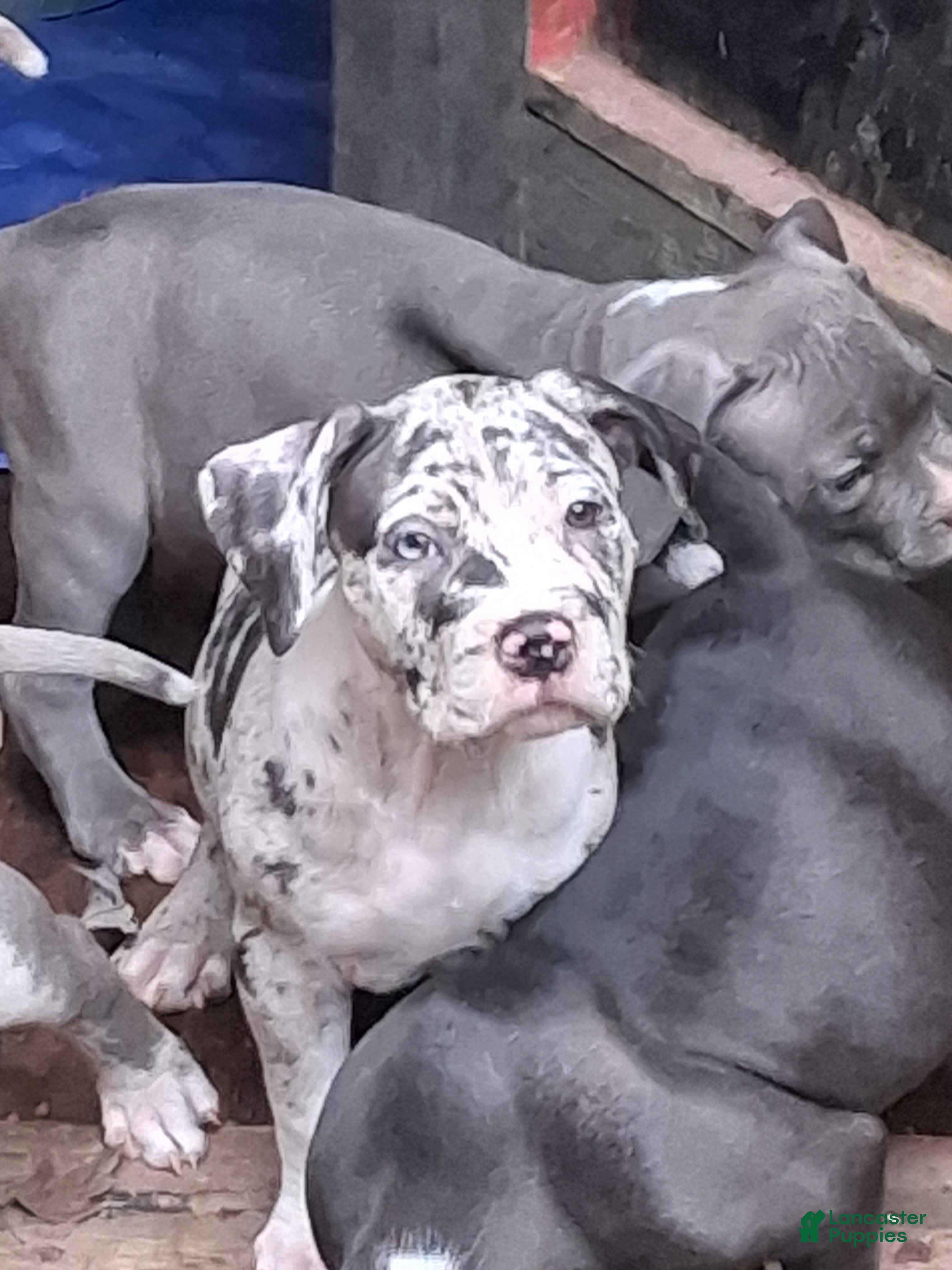 American Bully dogs American Bully Puppy 6 - Ad 37