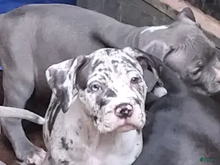 American Bully dogs American Bully Puppy 6 - Ad 37