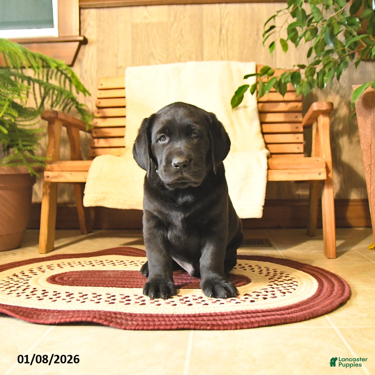 Labrador Retriever dogs Harley  - Ad 20