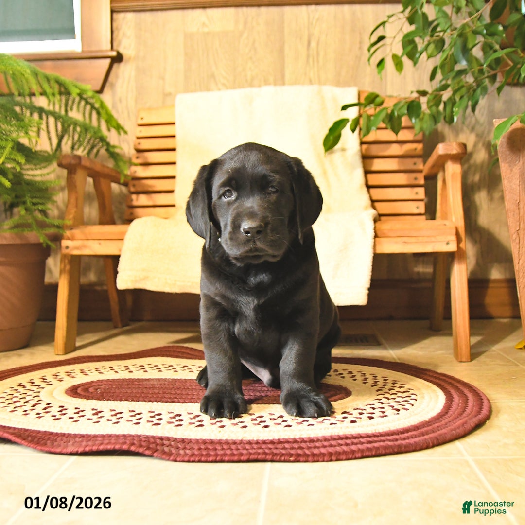 Labrador Retriever dogs for sale: Harley  - Ad 1