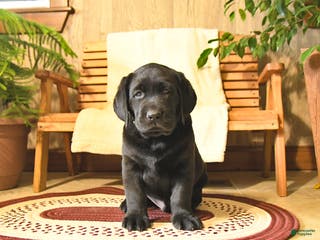 Labrador Retriever dogs Harley - Ad 20