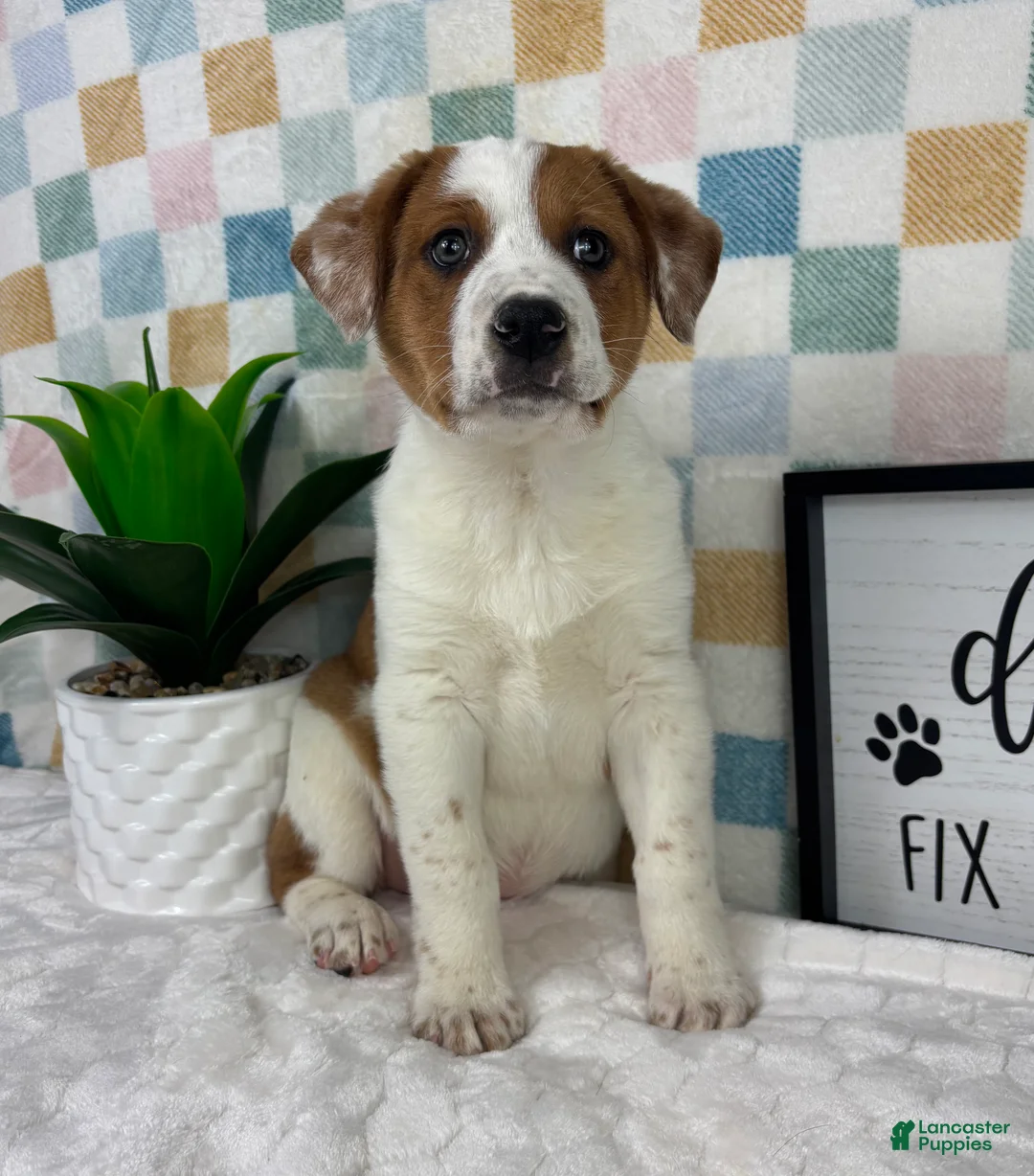 Australian Cattle Dog dogs for sale: Rex - Ad 5
