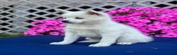Pomsky dogs for sale: Sierra  - Ad 10